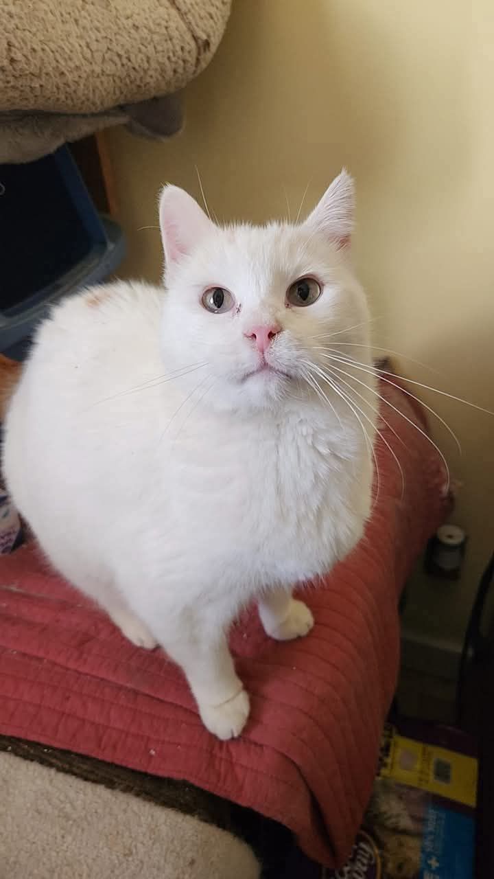 Looking for a name for a white cat