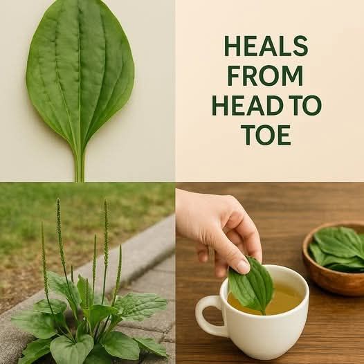 THIS PLANT CURES EVERYTHING from head to toe. It grows all around us