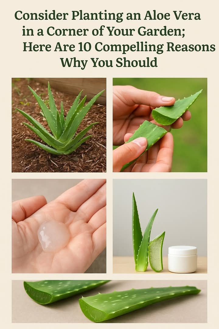 Consider planting an aloe vera in a corner of your garden; here are 10 compelling reasons why you should