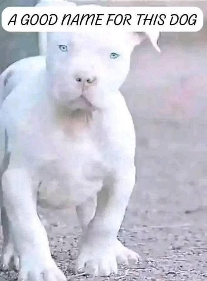 a good name for this dog