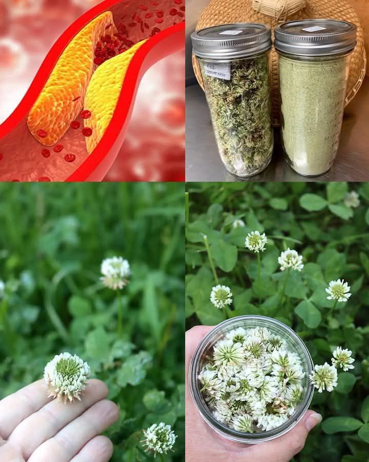 White Clover: 15 Amazing Uses
