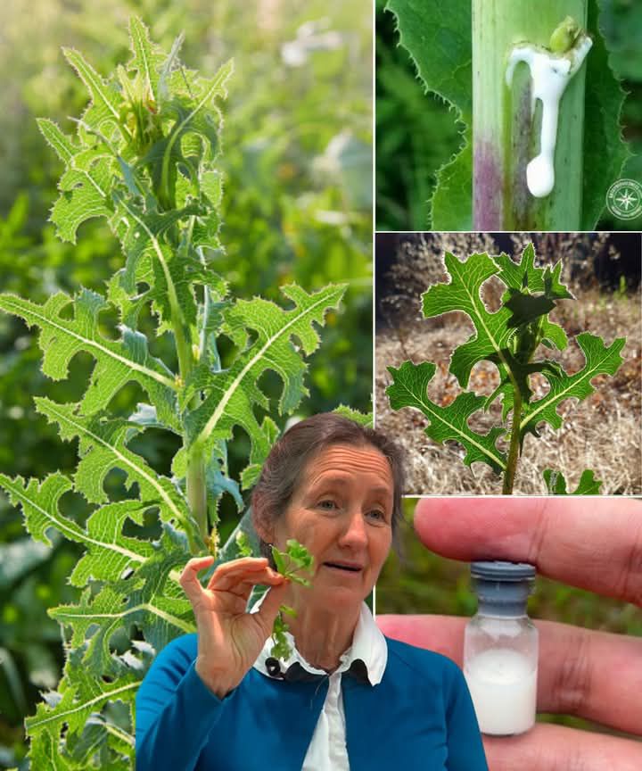 The Power of Wild Lettuce Sap: How to Collect, Use, and Benefit from It
