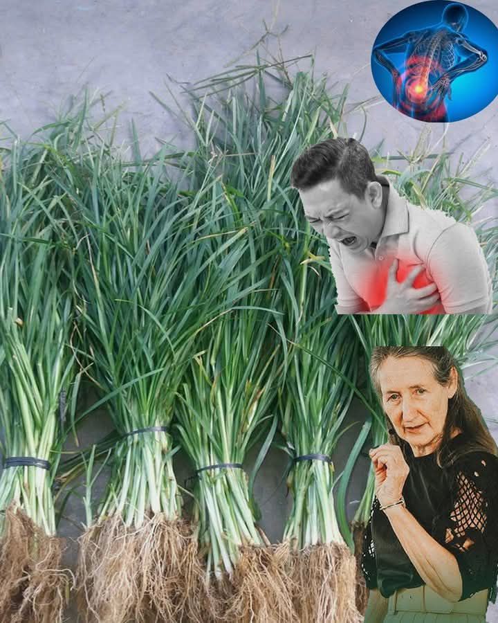 The plant is one of the most miraculous plants in the world