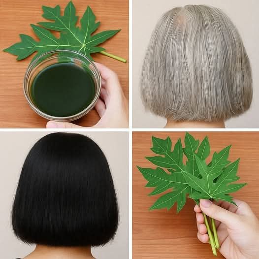 TURN WHITE HAIR TO BLACK HAIR NATURALLY AND GROW LONG HAIR WITH PAPAYA LEAVES OVERNIGHT.