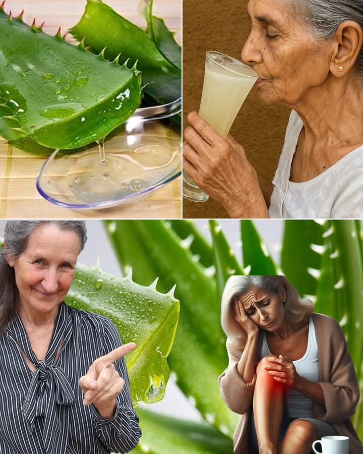 Struggling with These 16 Health Problems? Aloe Vera Could Be Your Natural Wellness Ally