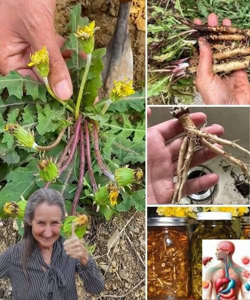 Why Dandelion Roots are the Most Important Part of the Plant