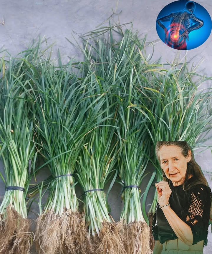 How Goose Grass Can Heal You: A Natural Remedy For Dozens Of Diseases