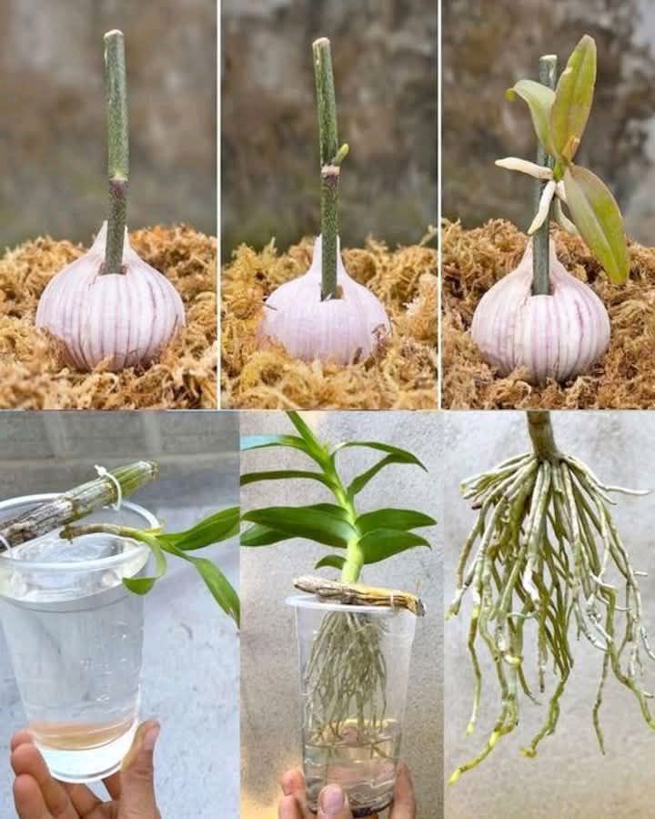 Grow Orchids Fast with the Steam Method – Quick Rooting & Long-Lasting Blooms