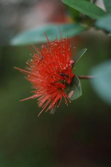 hawaiian-meatballs