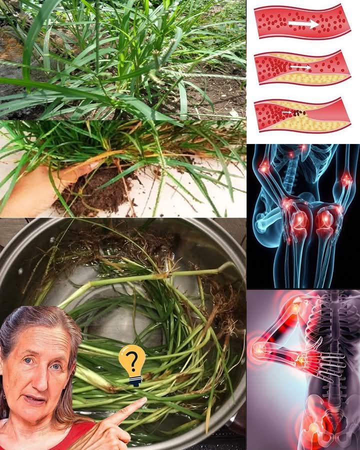 30 Incredible Benefits of Goosegrass (Eleusine indica): The Medicinal Weed You Shouldn’t Ignore