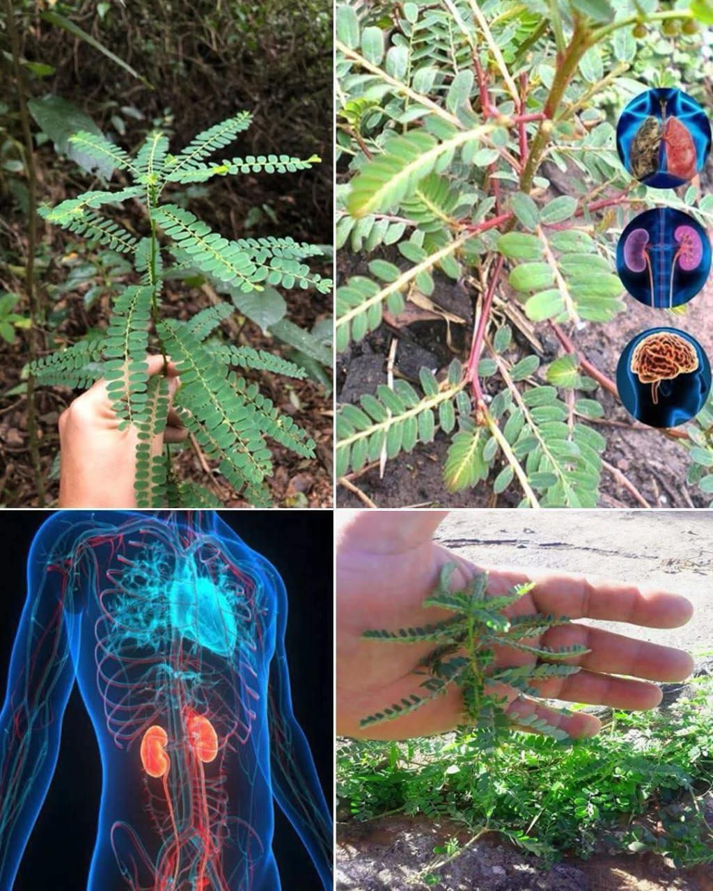 12 Amazing Health Benefits of the Stonebreaker Plant You Shouldn’t Miss