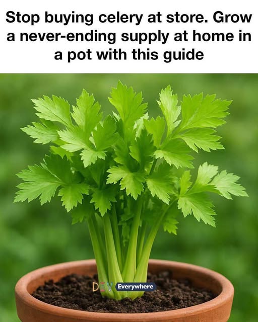 Stop Buying Celery at the Store – Grow a Never-Ending Supply at Home in a Pot (with Bonus Coriander Tip!)