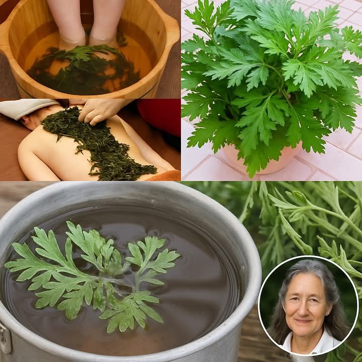 Wormwood: The Ancient Herb That Knows Too Many Secrets