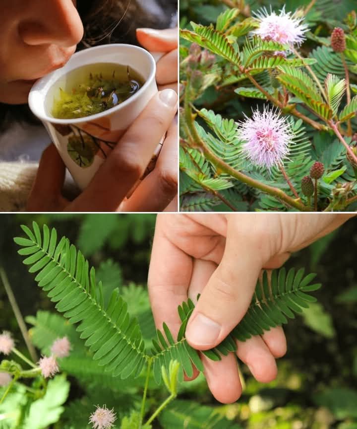 People Walk Past This Plant Every Day-But It Could Be a Natural Goldmine