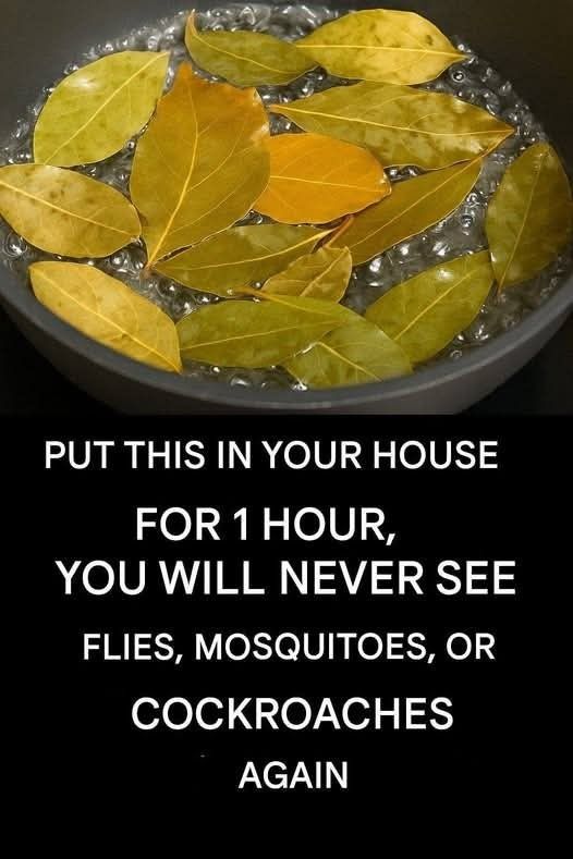 Say Goodbye to Flies, Mosquitoes, and Cockroaches Naturally Using Bay Leaves