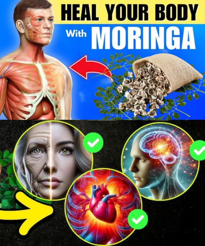 12 Moringa Seed Benefits You’ll Never Hear from Your Doctor (But You Should Know)