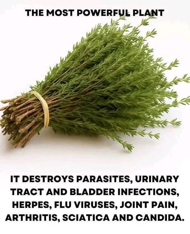 The Most Potent Herb That Destroys Parasites, Urinary Tract