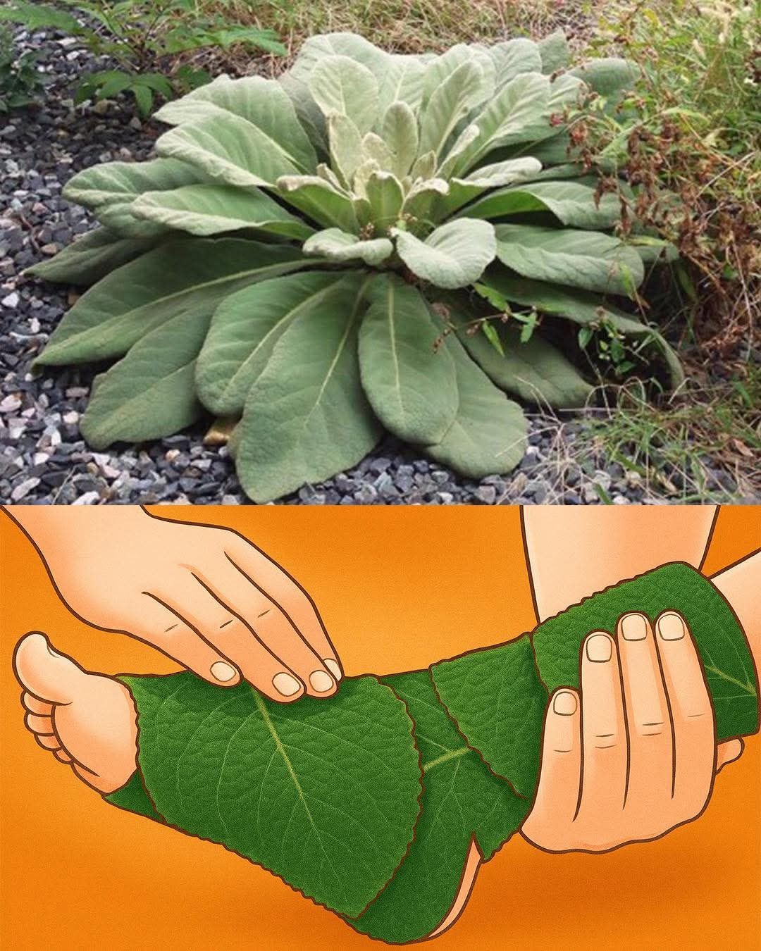 Why You Should Sleep with Mullein Leaves in Your Socks