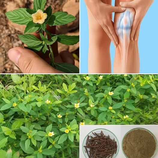 Golden Bloom Joint Relief Tonic Remedy