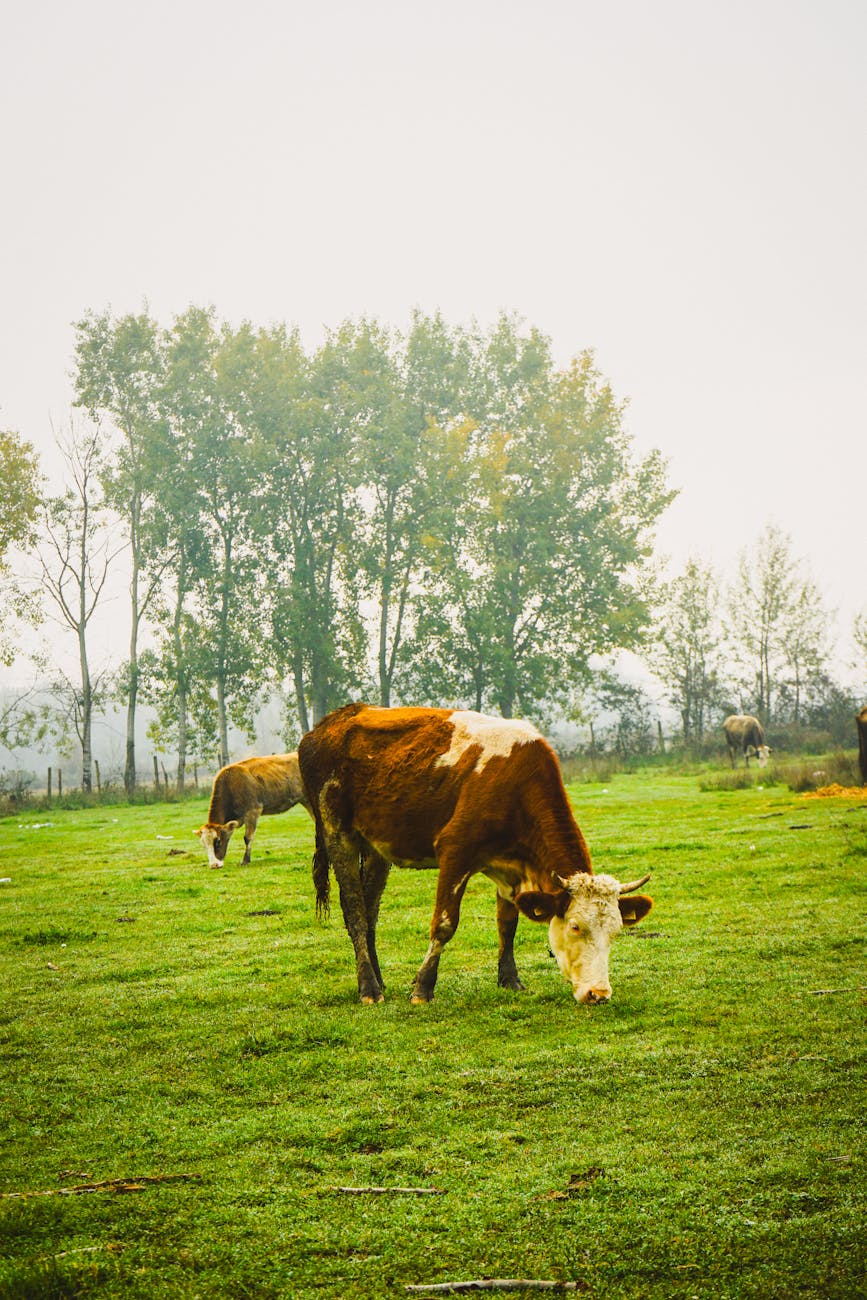Ground Beef Recipes: Complete Guide, Tips, and Recipes